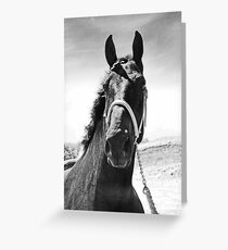 Percheron Posing Greeting Card