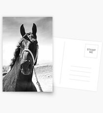 Percheron Posing Postcards