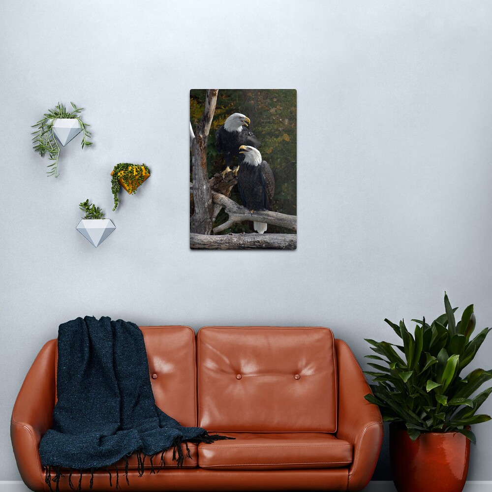 Pair of Eagles Metal Print