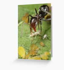 Symbiotic Relationships Greeting Card