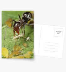 Symbiotic Relationships Postcards
