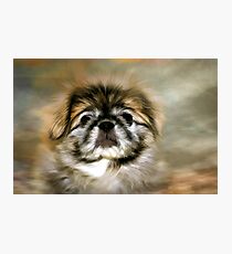 Max the Pekingese Photographic Print