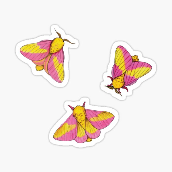 Rosy Maple Moth Waterproof Vinyl Sticker – Botanical Bright - Add a Little  Beauty to Your Everyday