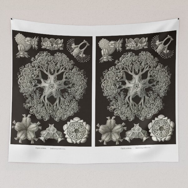 Item preview, Plate 70. Brittle stars shown in various stages of development. designed and sold by Squirrox.