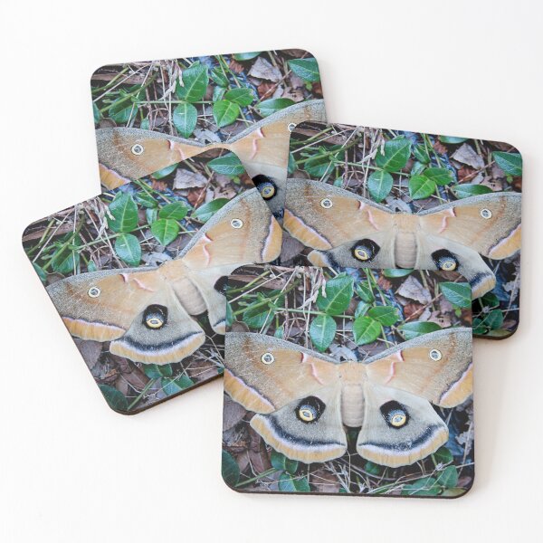 Item preview, Polyphemus moth designed and sold by bwatkinsphoto.