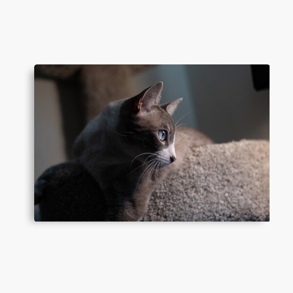 Beautiful Cat Canvas Print