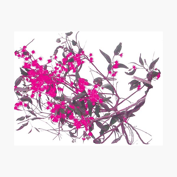 Item preview, Gum Blossoms designed and sold by davidfraser.