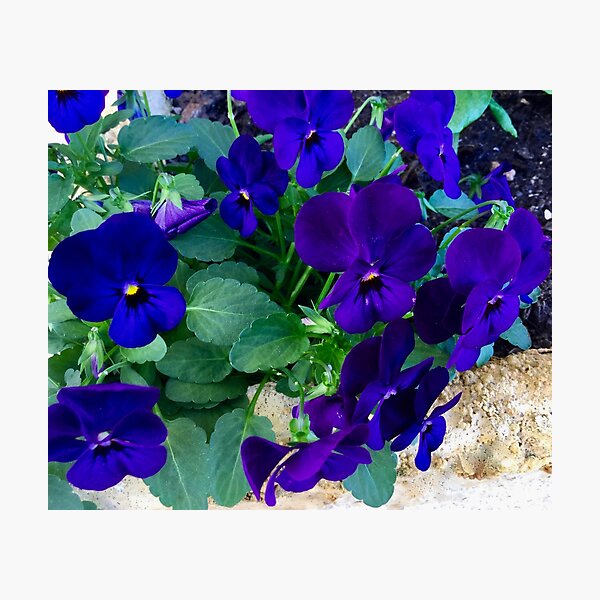 Pretty Pansies Photographic Print