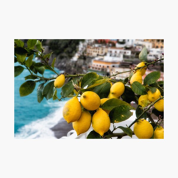 Amalfi Coast Lemon Tree Photographic Print
