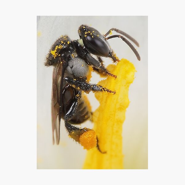 Native Bee Photographic Print