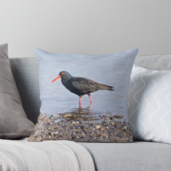Item preview, SHOREBIRD ~ Sooty Oystercatcher UbHB46mu by David Irwin designed and sold by tasmanianartist.