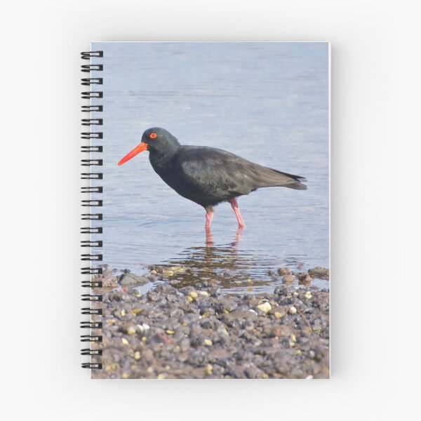 Item preview, SHOREBIRD ~ Sooty Oystercatcher UbHB46mu by David Irwin designed and sold by tasmanianartist.