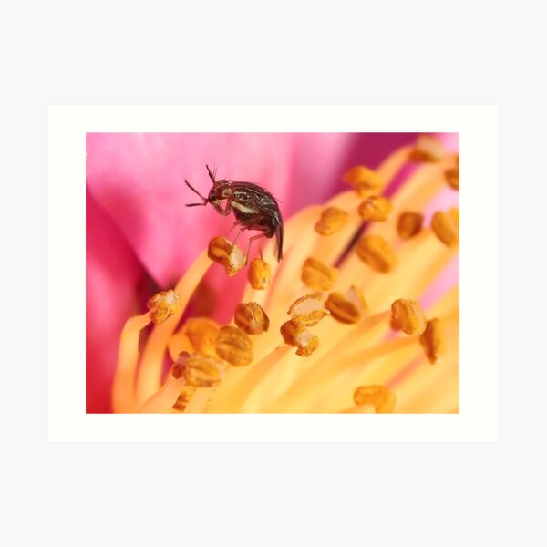 Tasty Pollen Art Print