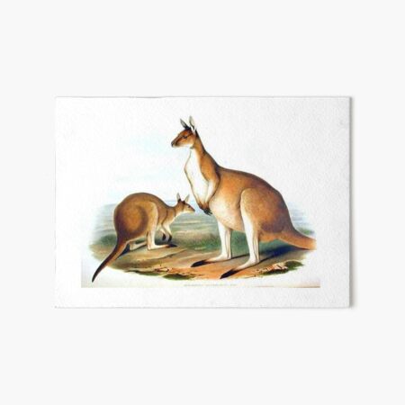 Item preview, Kangaroo illustration designed and sold by Vintage Designs +.