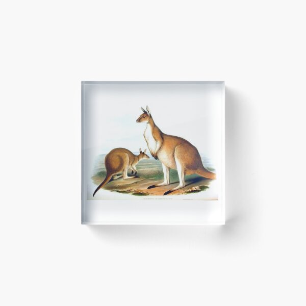 Item preview, Kangaroo illustration designed and sold by Vintage Designs +.