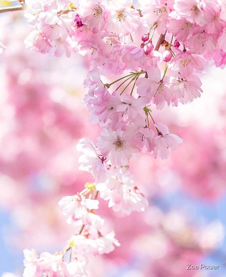 Best Cherry blossom iPhone HD Wallpapers - iLikeWallpaper