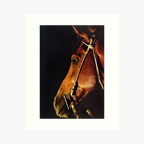 Item preview, PHAR LAP - "BOBBY" designed and sold by Helen Akerstrom Photography.
