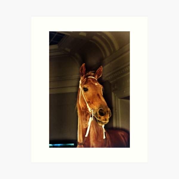 Item preview, PHAR LAP- LEGEND... designed and sold by Helen Akerstrom Photography.