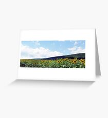 A Field of Sunflowers in Pennsylvania Greeting Card