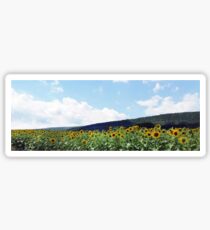A Field of Sunflowers in Pennsylvania Sticker