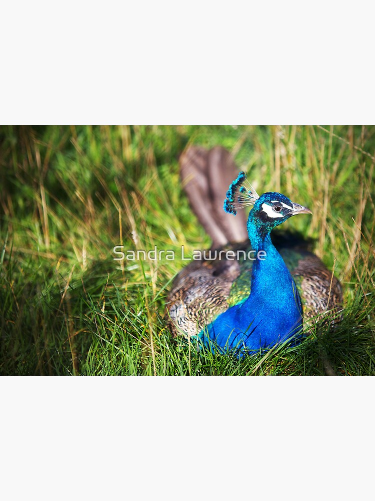 Peacock by sandrafarrow