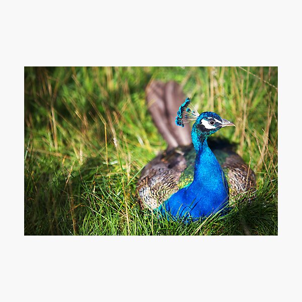 Peacock Photographic Print