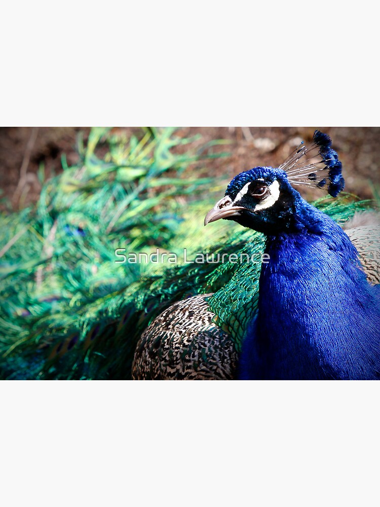 Peacock by sandrafarrow