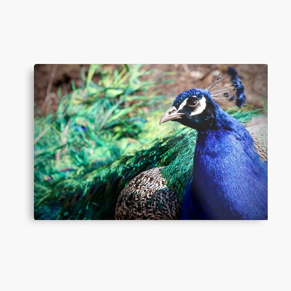 Peacock Metal Print