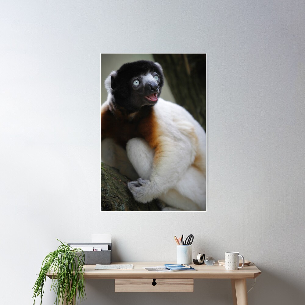 Smiling Sifaka Poster