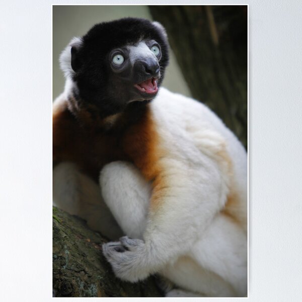 Smiling Sifaka Poster