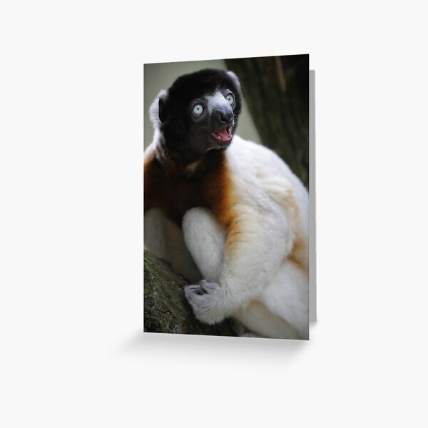 Smiling Sifaka Greeting Card