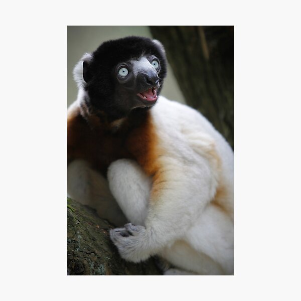 Smiling Sifaka Photographic Print