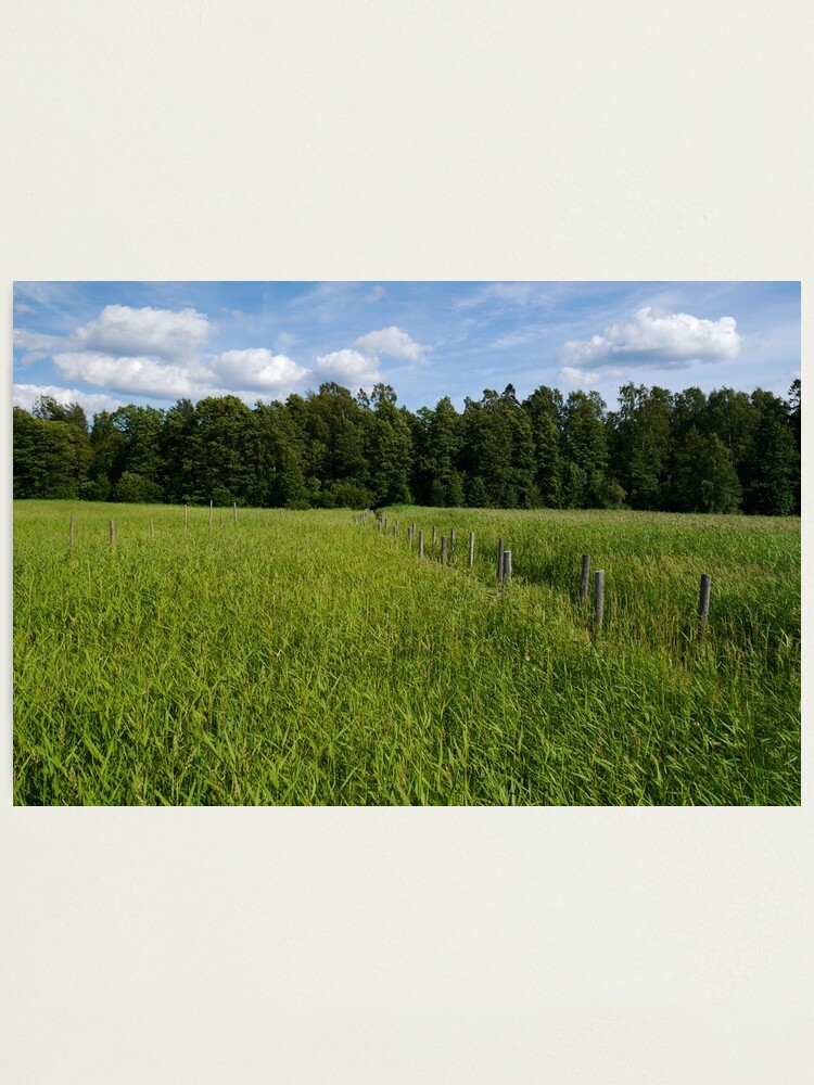 Finland Path Through Long Grass Photographic Print By Angpics Redbubble