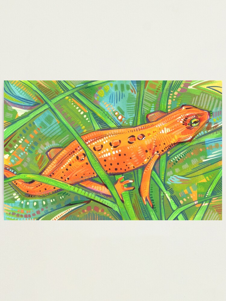 Alternate view of Eastern Newt Painting - 2019 Photographic Print