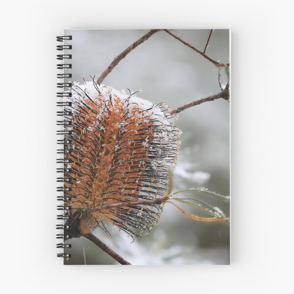 Item preview, Banksia spinulosa var cunninghamii designed and sold by ausnative.
