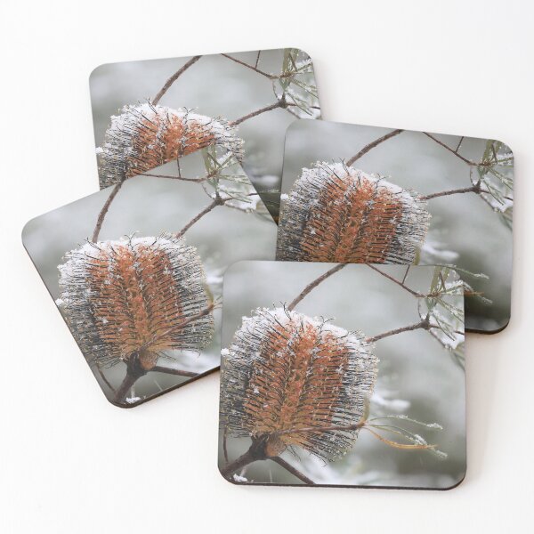 Item preview, Banksia spinulosa var cunninghamii designed and sold by ausnative.