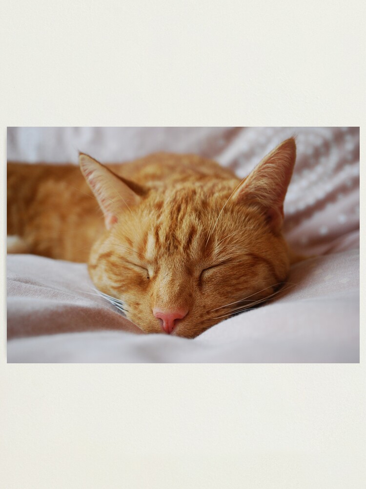 Alternate view of The Little Big Cat Photographic Print