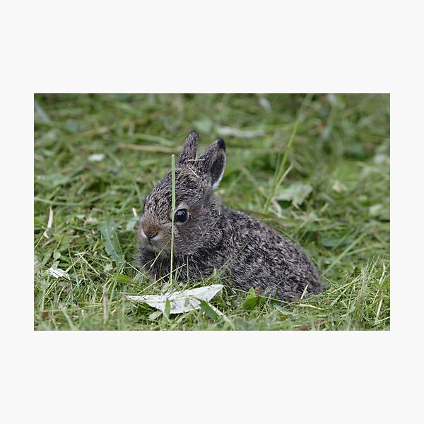 Mountain hare cub Photographic Print
