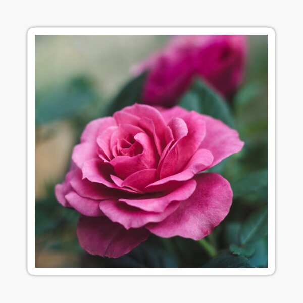 The rose of the winds Sticker