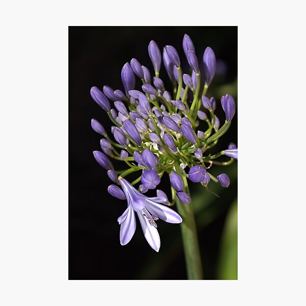 flower- agapanthus-blue-buds-one-flower Photographic Print