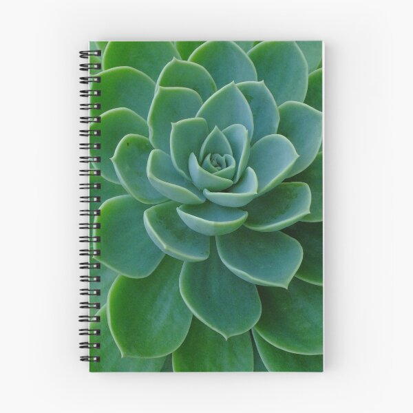 Artikelvorschau, Echeveria Coolvue entworfen und verkauft von Gabrielle  Lees.