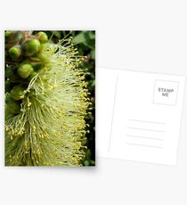 White/yellow Bottle Brush Flower Postcards