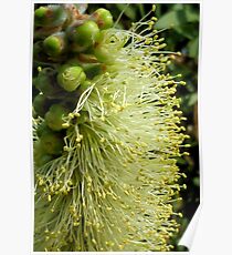 White/yellow Bottle Brush Flower Poster