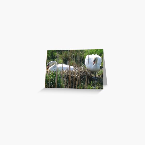 Mute Swans nesting Greeting Card