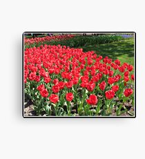 Scarlet Tulips in the Keukenhof Gardens, Holland Leinwanddruck