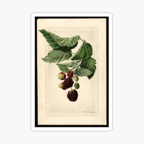 Vintage Brambles Print Sticker