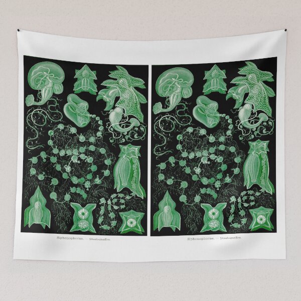 Item preview, Plate 77. Siphonophores, colonial marine invertebrates that can superficially resemble jellyfish. designed and sold by Squirrox.