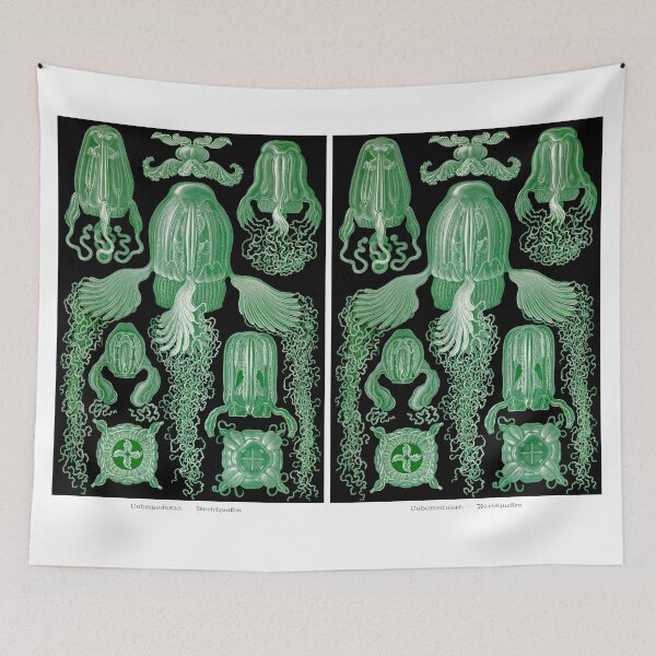 Item preview, Plate 78. Cubomedusae, box jellyfish. designed and sold by Squirrox.