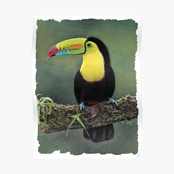 US SELLER neutral wall art Toucans Guinness is good for you beer bar metal sign