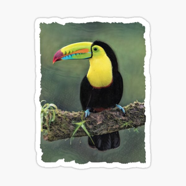 Sticker animal bird toucan ref 753 